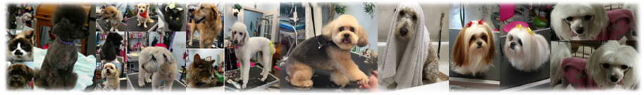 Groomed Dogs Images Footer