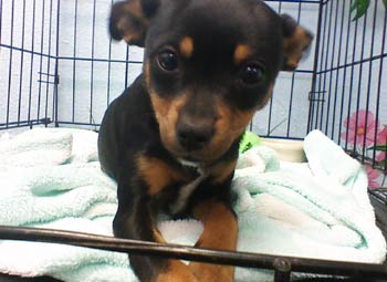 chihuahua mix puppy dog