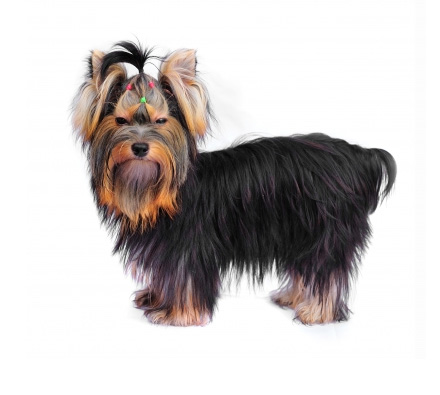 Yorkshire Terrier groomed