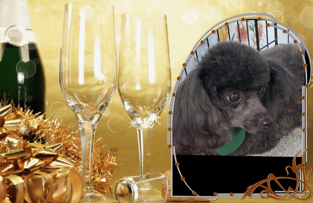 Groomed Dog in January 2024