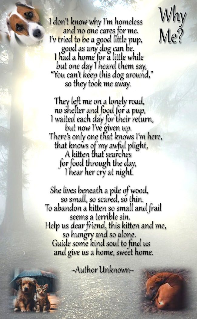 Why Me Homeless Pup Poem