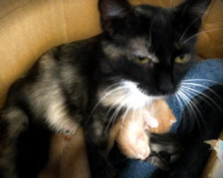 tortoise shell mom cat