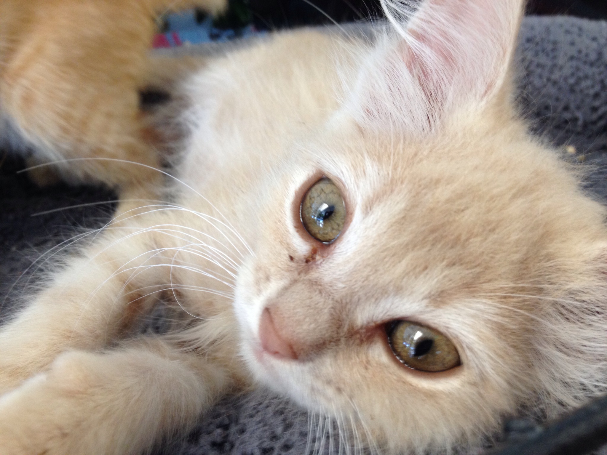 orange medium hair kitten