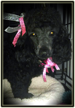 Poodle Groomed