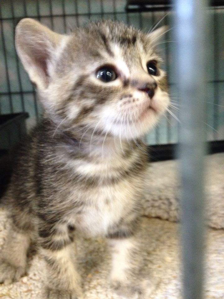 tabby kitten