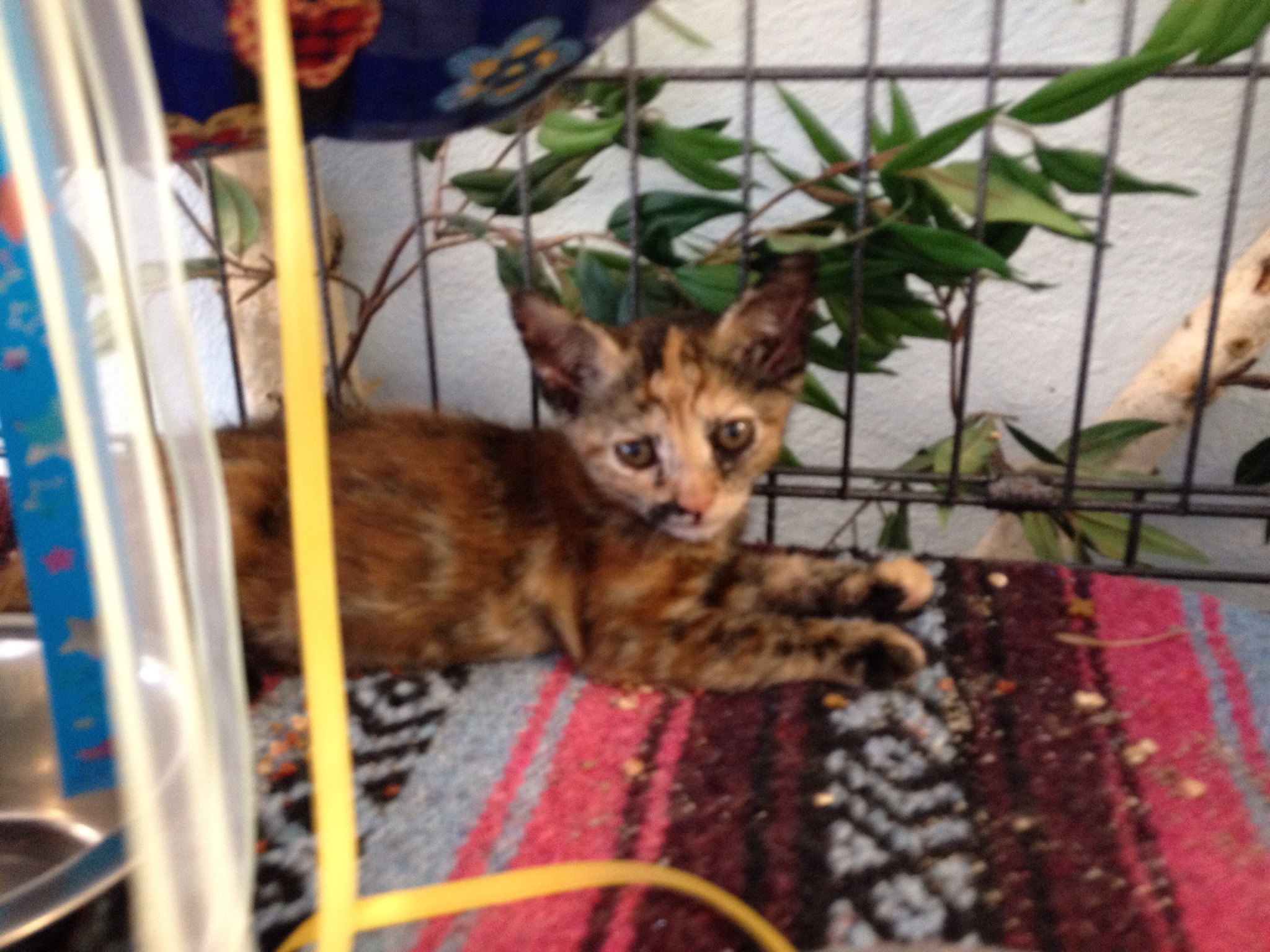 tortoise shell kitten