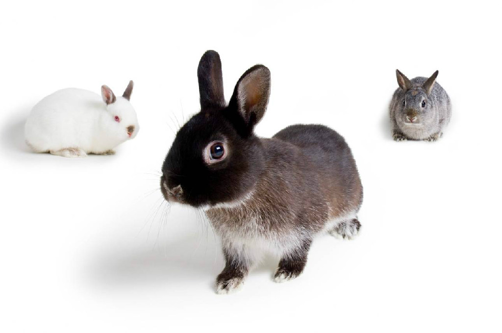 bunny adoption