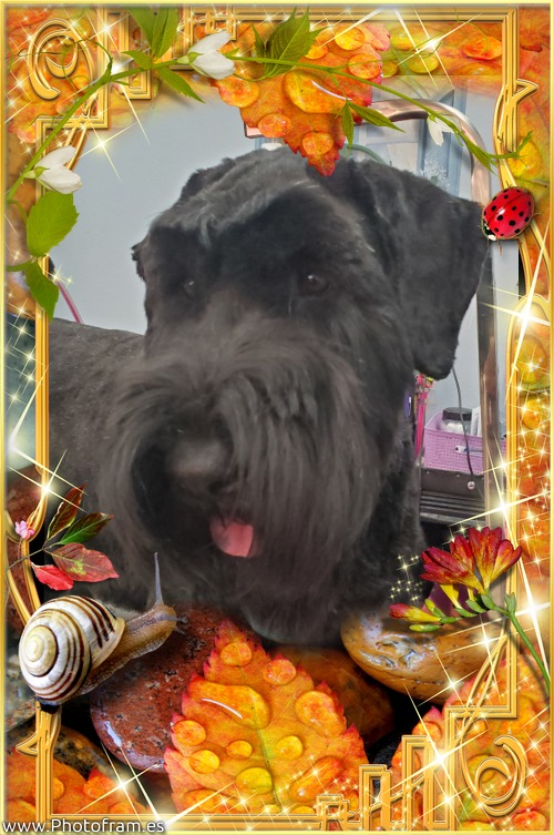 Dog Groomed in January 2024