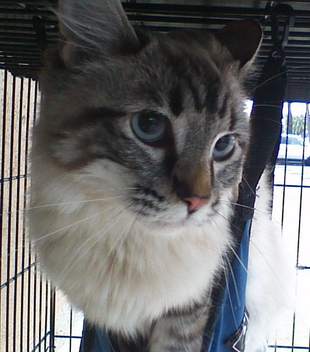 himalayan mix breed cat